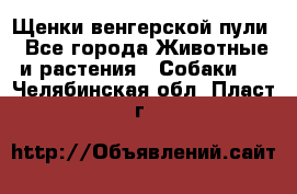 Щенки венгерской пули - Все города Животные и растения » Собаки   . Челябинская обл.,Пласт г.